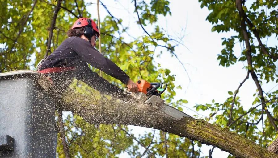 Arborist cutting limbs during a tree removal in Rye, NH