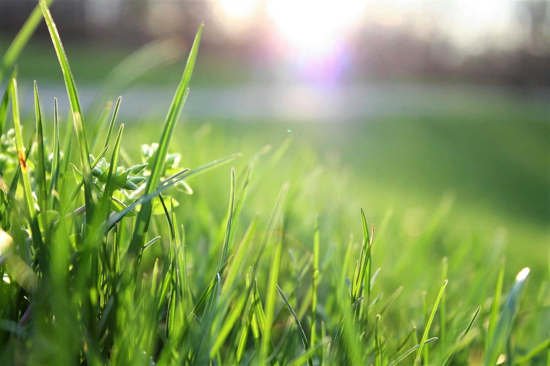 Stock photo of grass that has been freshly aerated